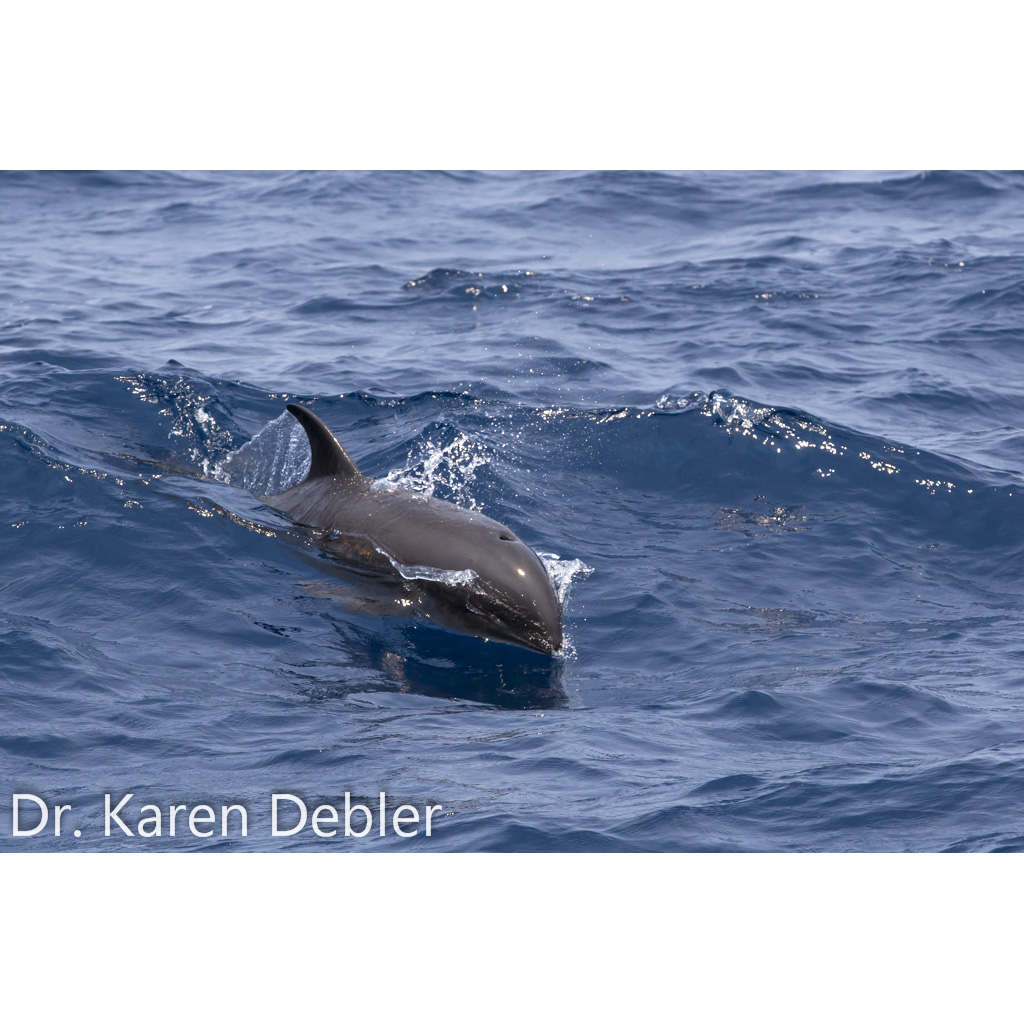 Широкомордый дельфин (Peponocephala electra) Фото №5