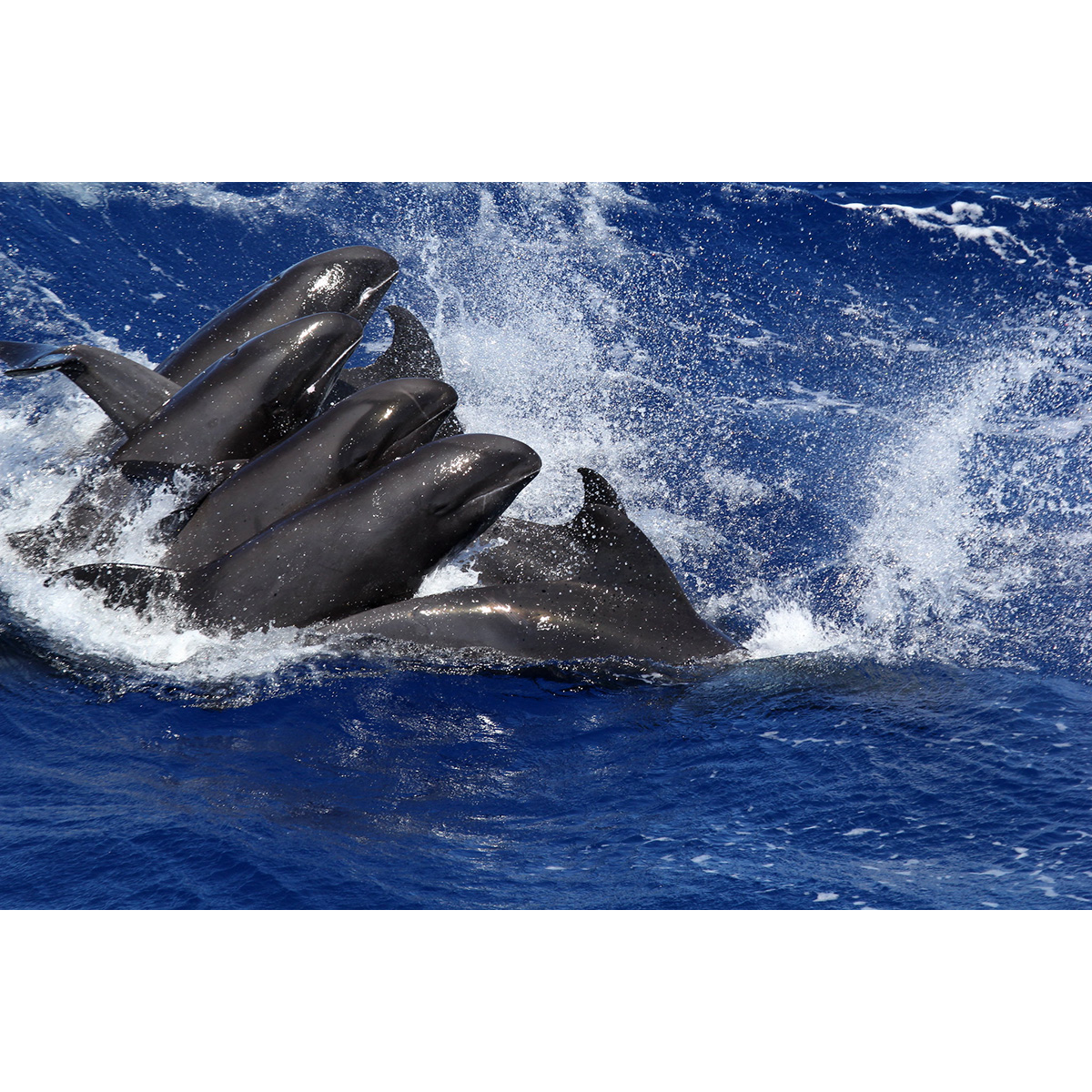 Широкомордый дельфин (Peponocephala electra) Фото №6