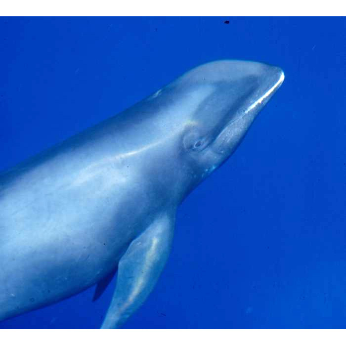 Широкомордый дельфин (Peponocephala electra) Фото №8