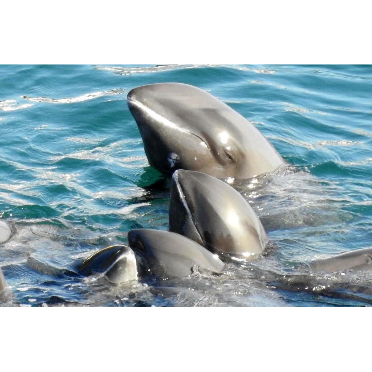 Широкомордый дельфин (Peponocephala electra) Фото №9
