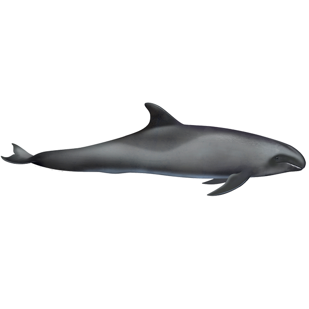 Широкомордый дельфин (Peponocephala electra) Фото №1