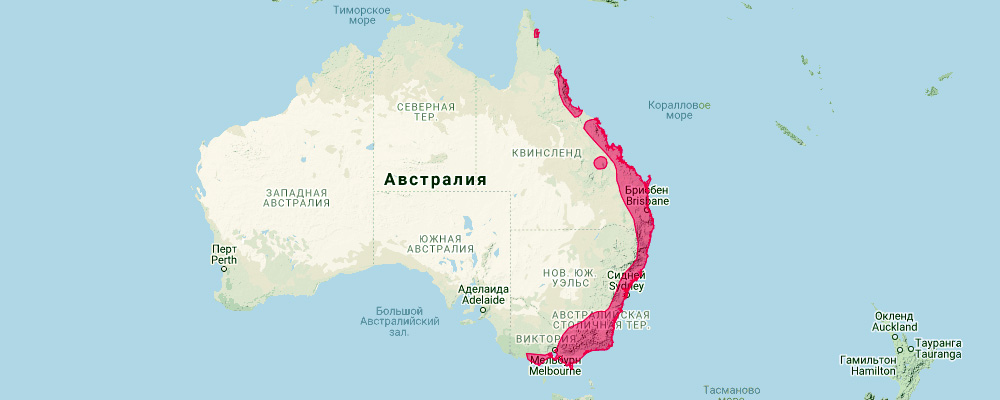 Длинноносый бандикут (Perameles nasuta) Ареал обитания на карте