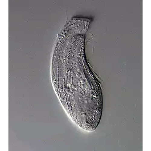 Тип Percolozoa фото