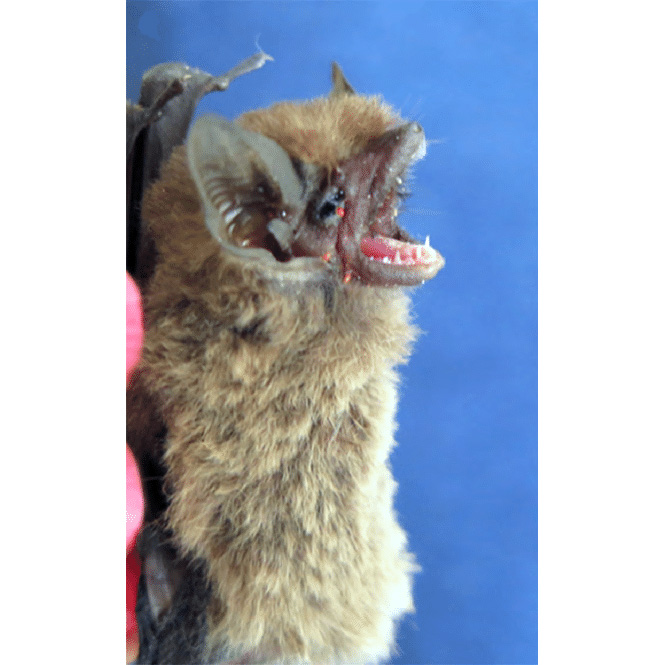 Trinidad Dog-like Bat (Peropteryx trinitatis) Фото №2