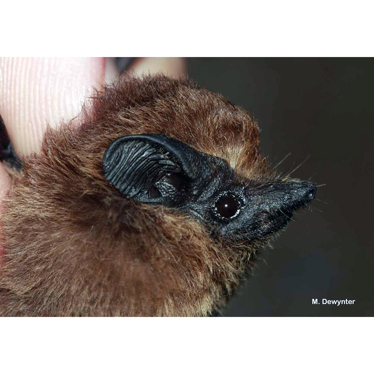 Trinidad Dog-like Bat (Peropteryx trinitatis) Фото №3