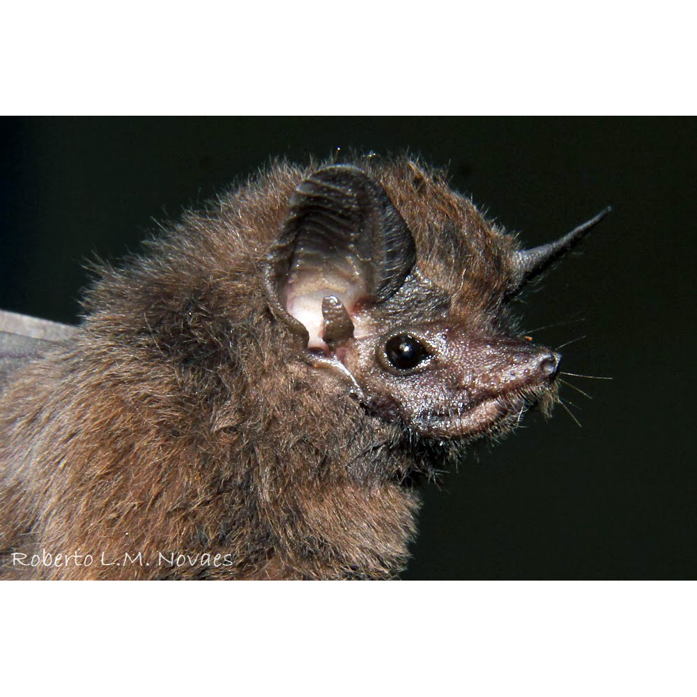 Trinidad Dog-like Bat (Peropteryx trinitatis) Фото №4