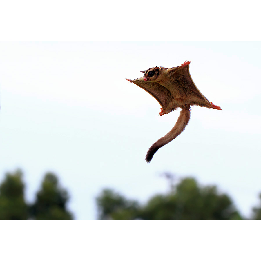 Сахарная сумчатая летяга (Petaurus breviceps) Фото №8