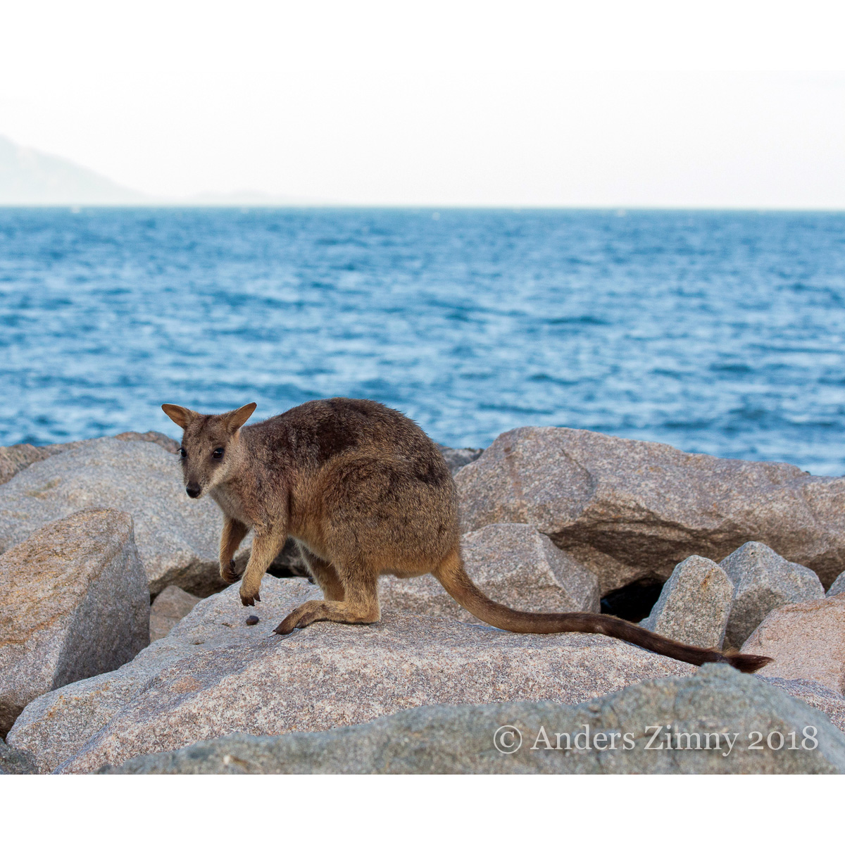 Квинслендский скальный валлаби (Petrogale assimilis) Фото №2