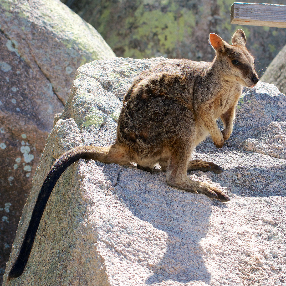 Квинслендский скальный валлаби (Petrogale assimilis) Фото №3
