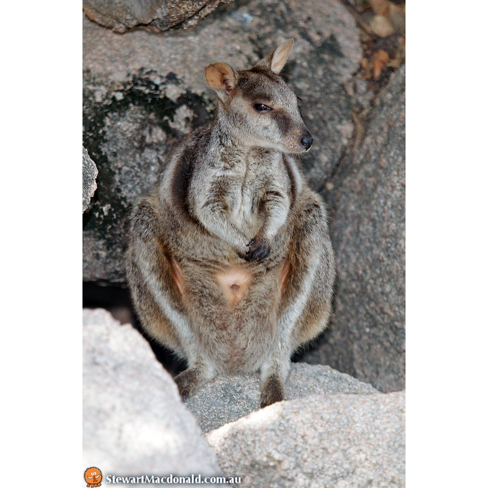 Квинслендский скальный валлаби (Petrogale assimilis) Фото №5