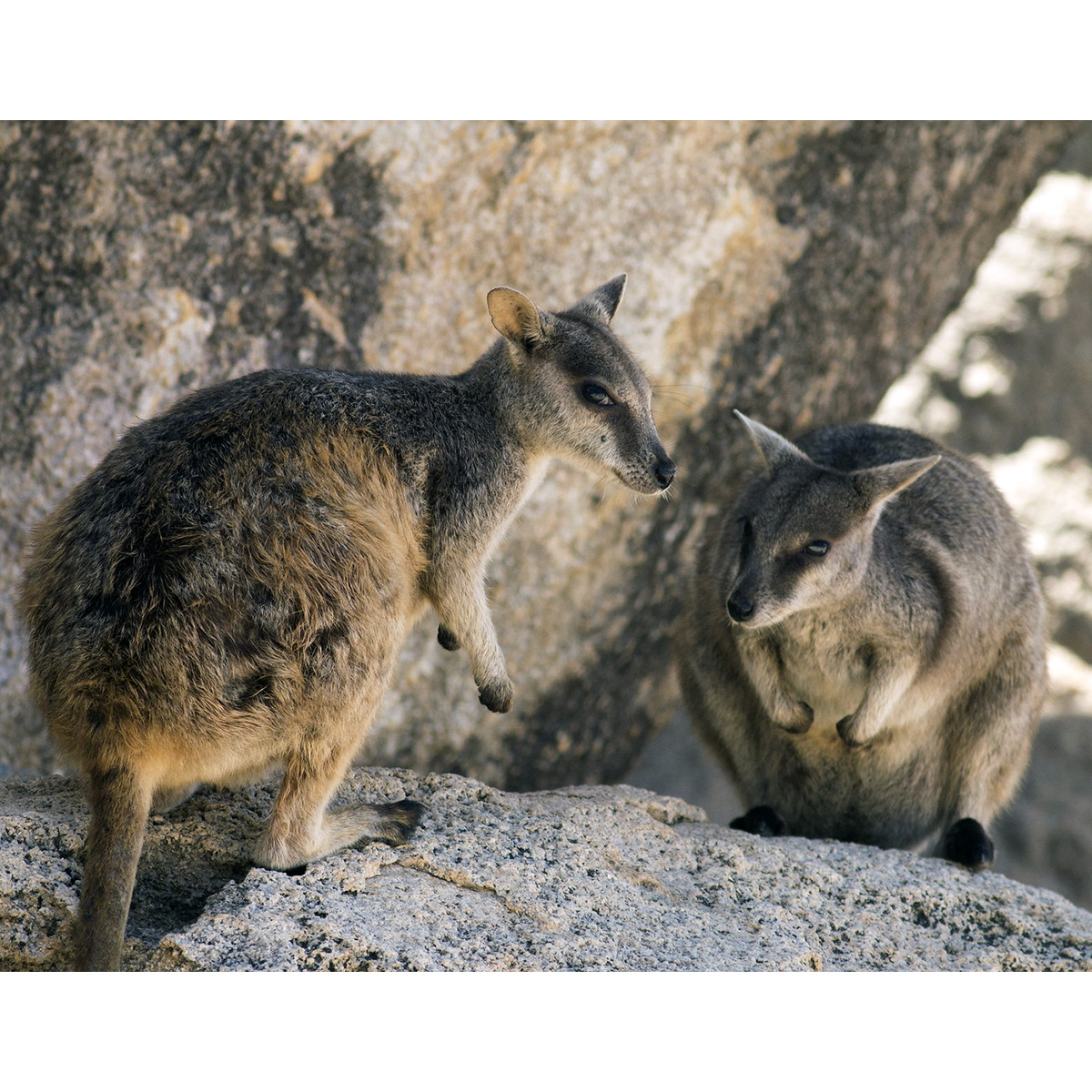 Квинслендский скальный валлаби (Petrogale assimilis) Фото №7