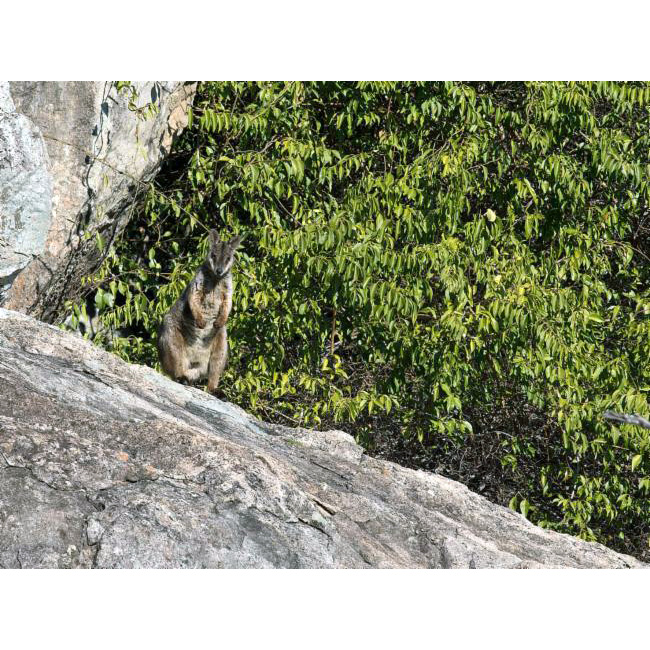 Herbert's Rock Wallaby (Petrogale herberti) Фото №3