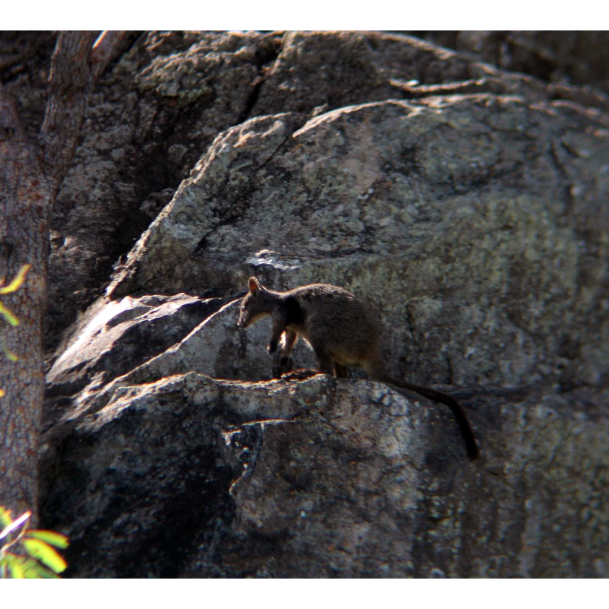 Herbert's Rock Wallaby (Petrogale herberti) Фото №5