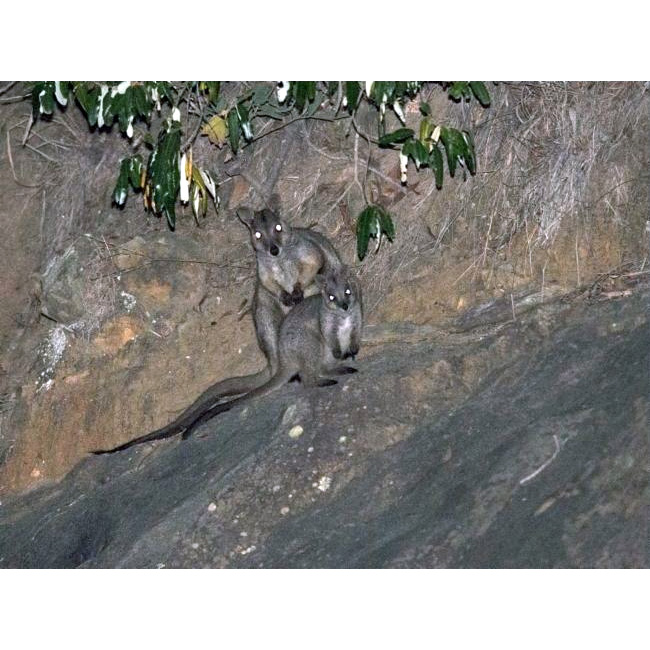 Очковый скальный валлаби (Petrogale inornata) Фото №6
