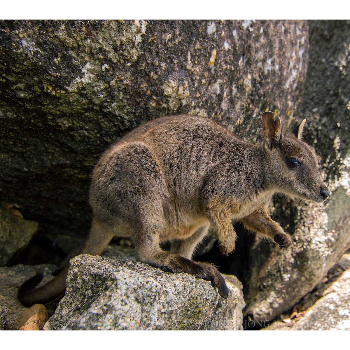 Mareeba Rock Wallaby (Petrogale mareeba) Фото №3