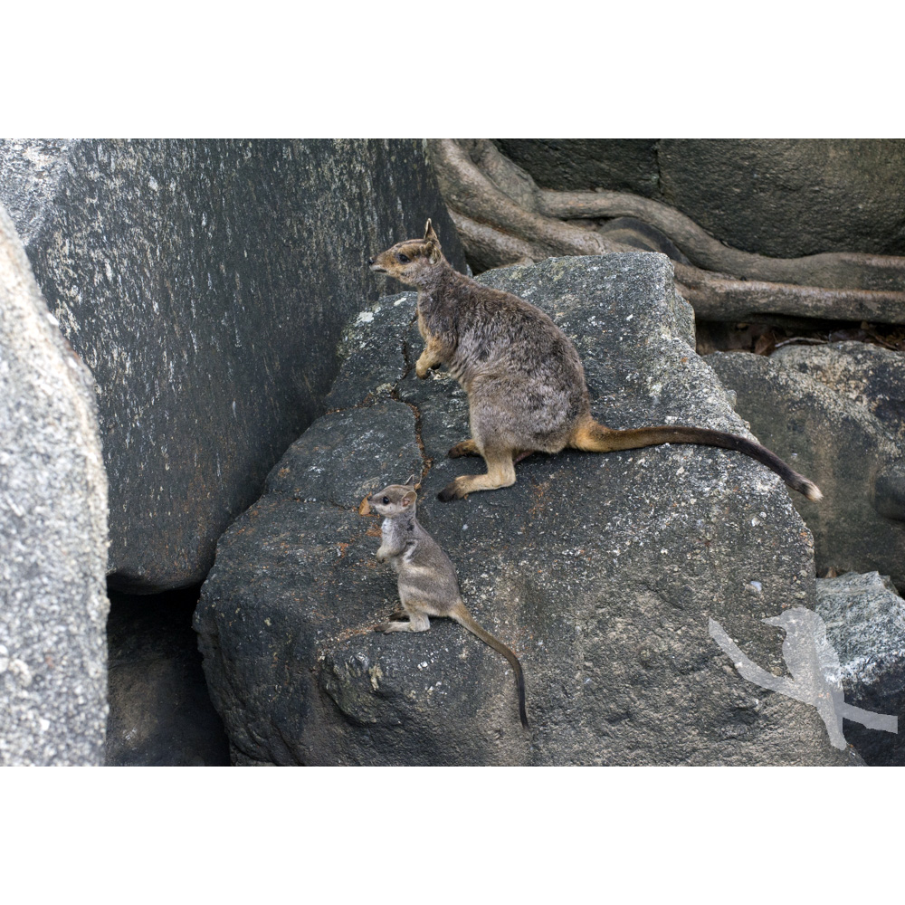 Mareeba Rock Wallaby (Petrogale mareeba) Фото №8