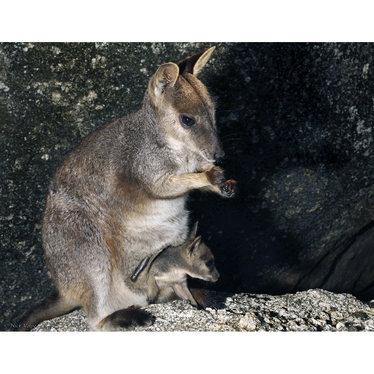 Mareeba Rock Wallaby (Petrogale mareeba) Фото №9