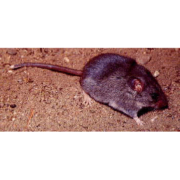 Род Скальные мыши  фото