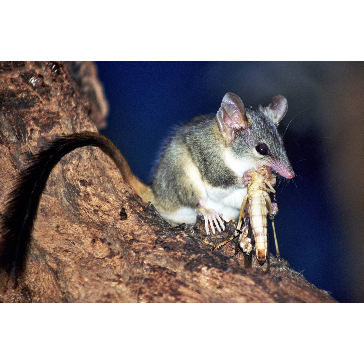 Малая сумчатая крыса (Phascogale calura) Фото №10