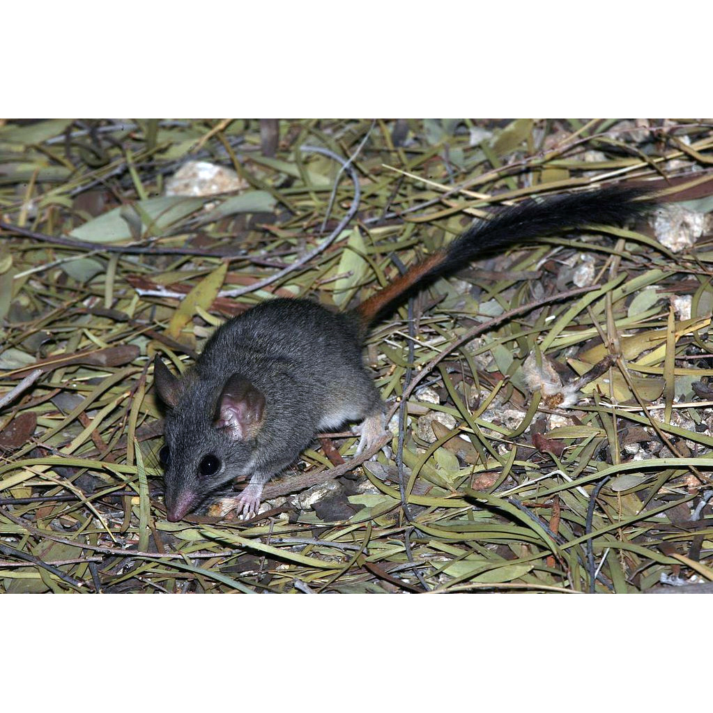 Малая сумчатая крыса (Phascogale calura) Фото №2