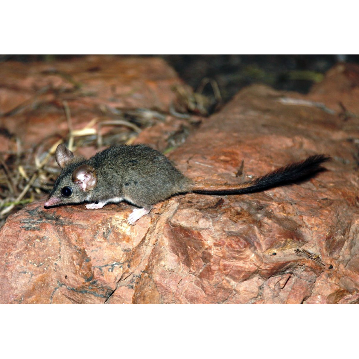 Малая сумчатая крыса (Phascogale calura) Фото №4