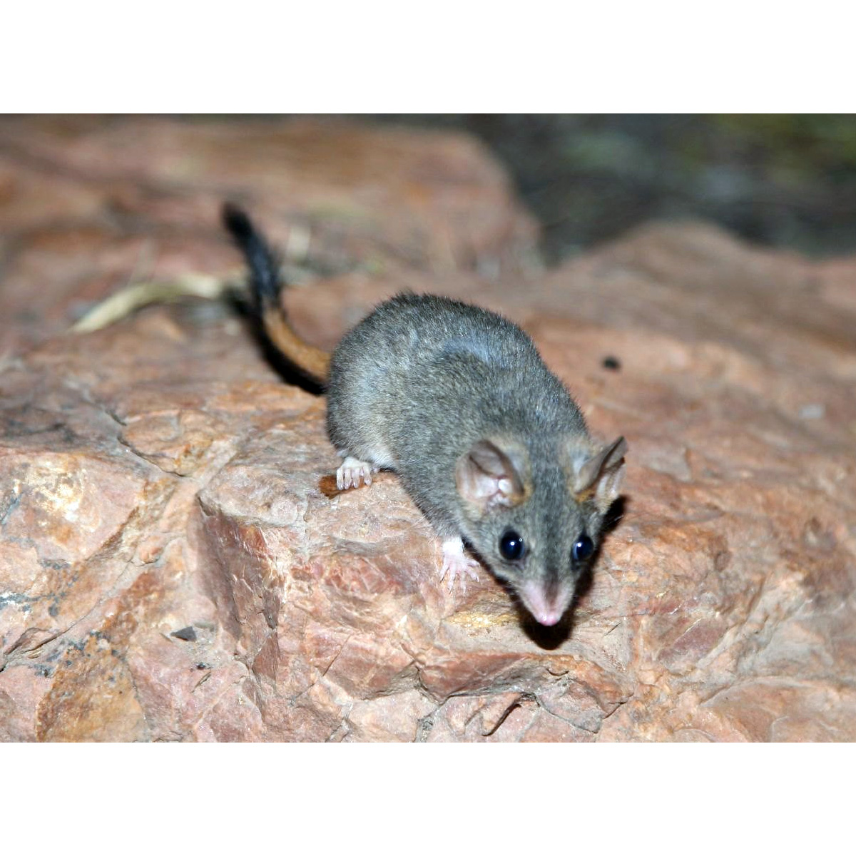 Малая сумчатая крыса (Phascogale calura) Фото №5