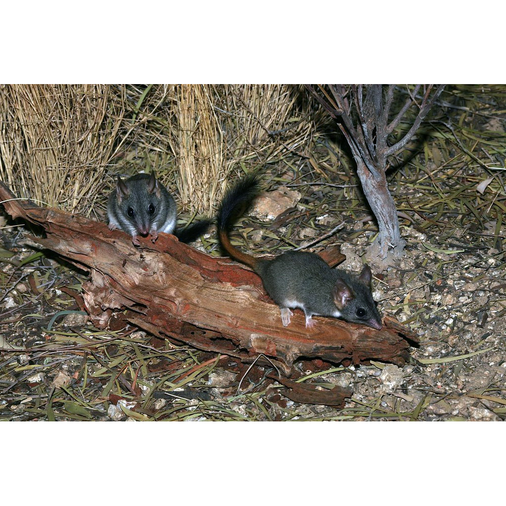 Малая сумчатая крыса (Phascogale calura) Фото №7