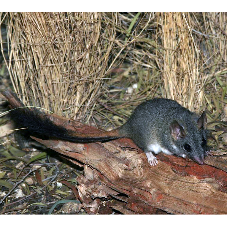 Малая сумчатая крыса (Phascogale calura) Фото №1