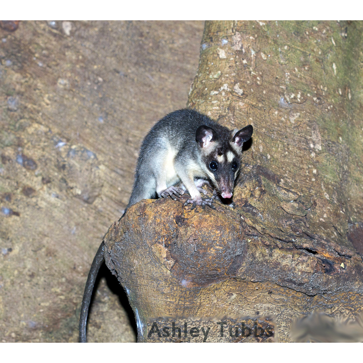 Серый четырёхглазый опоссум (Philander opossum) Фото №7