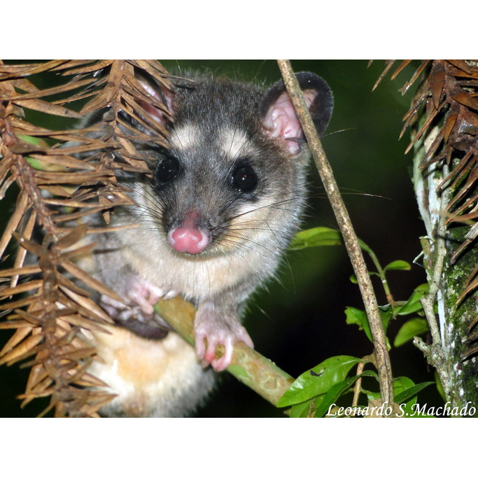 Серый четырёхглазый опоссум (Philander opossum) Фото №9