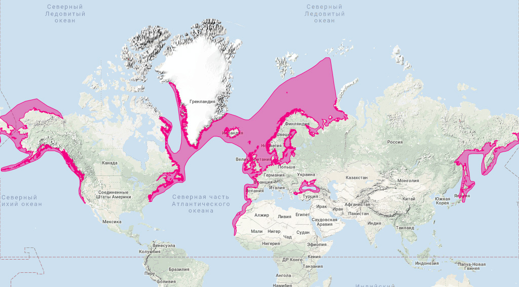 Обыкновенная морская свинья (Phocoena phocoena) Ареал обитания на карте