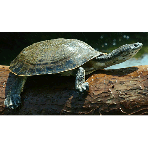  Род Жабоголовые черепахи  фото
