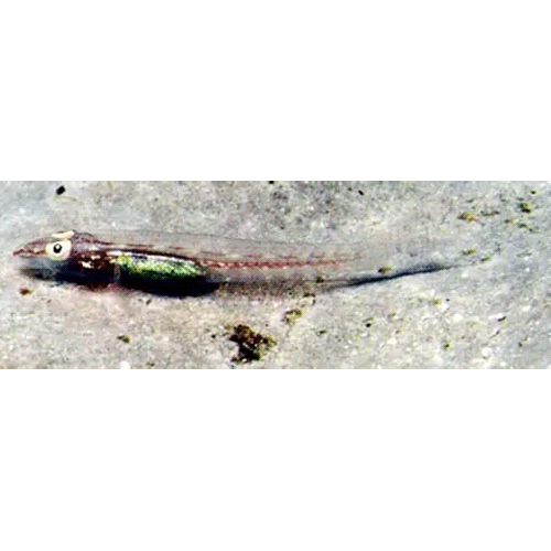 Род Phyllogobius фото