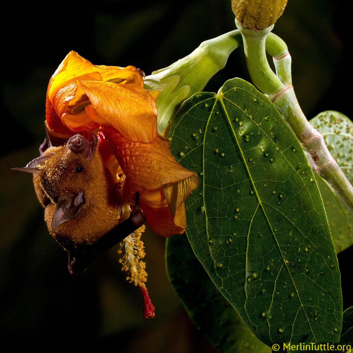 Кубинский цветочный листонос (Phyllonycteris poeyi) Фото №6