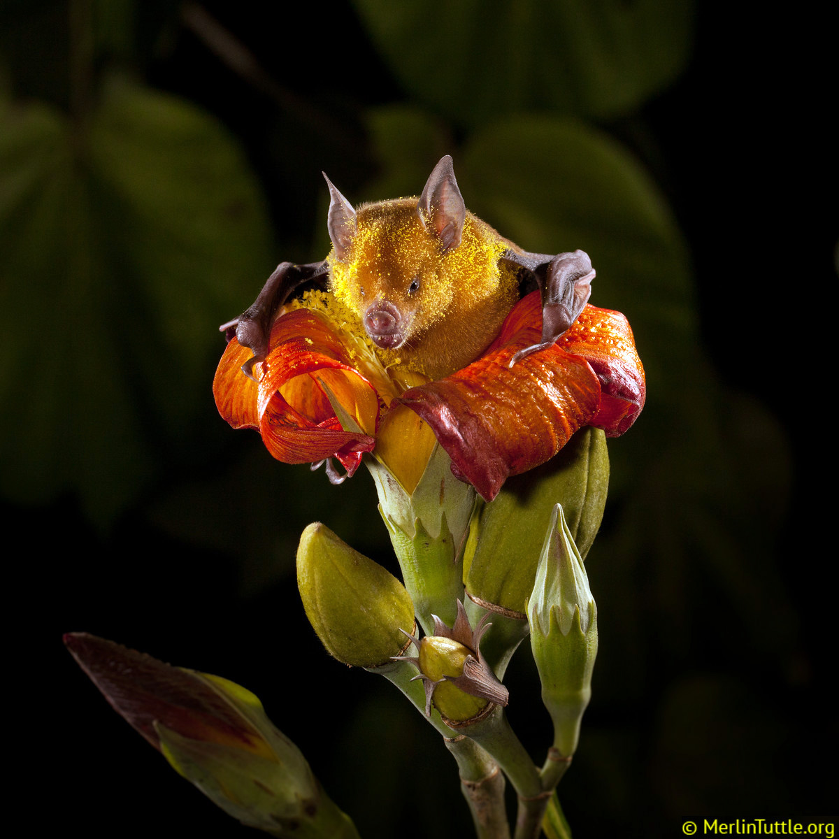 Кубинский цветочный листонос (Phyllonycteris poeyi) Фото №7