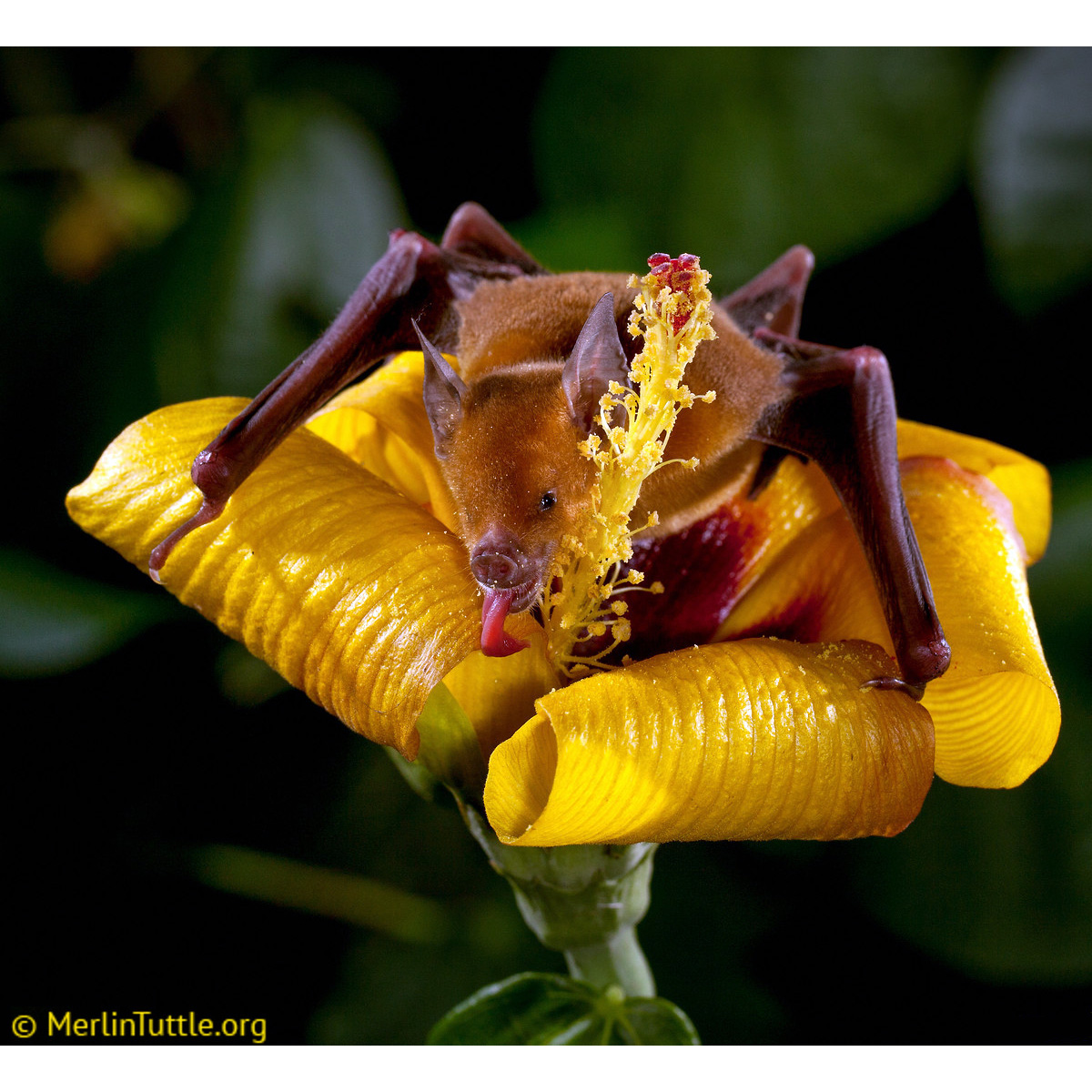 Кубинский цветочный листонос (Phyllonycteris poeyi) Фото №8