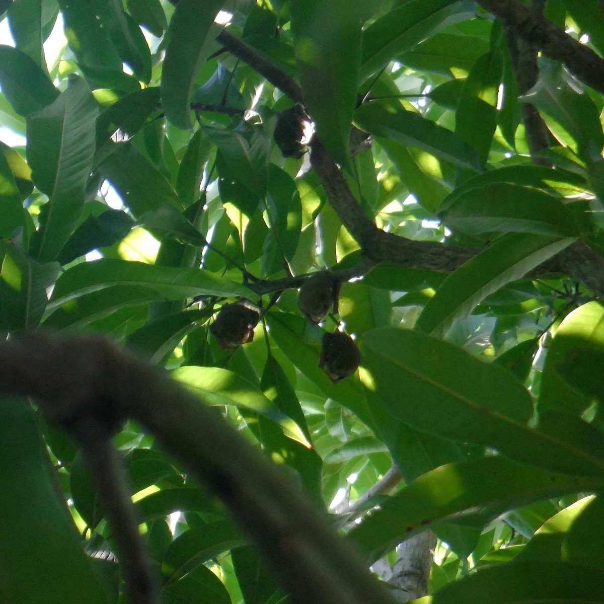 Серпокрылый листонос (Phyllops falcatus) Фото №7