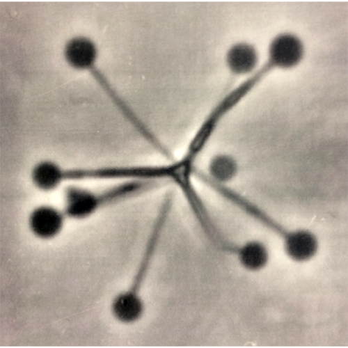 Род Планктомицеты фото