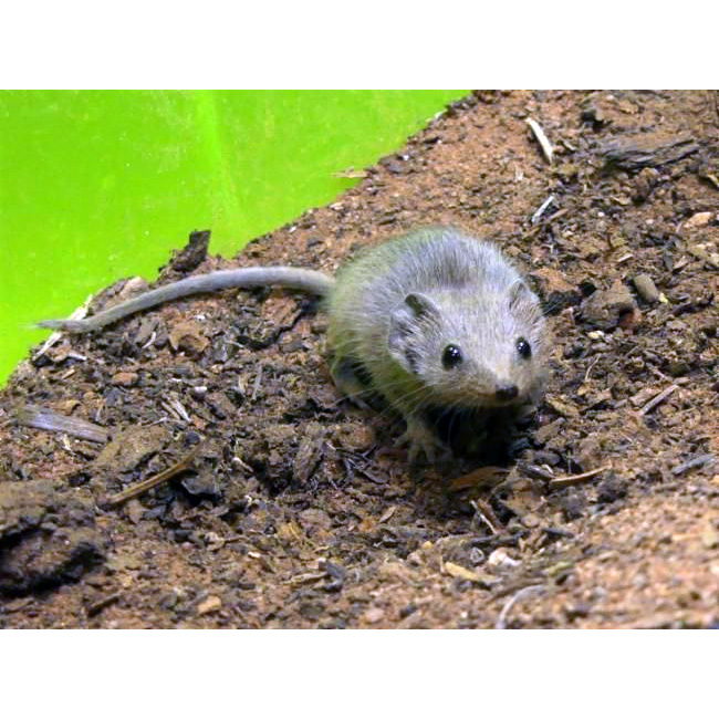 Мелкозубая сумчатая мышь (Planigale gilesi) Фото №2