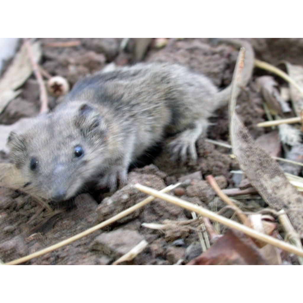Мелкозубая сумчатая мышь (Planigale gilesi) Фото №3