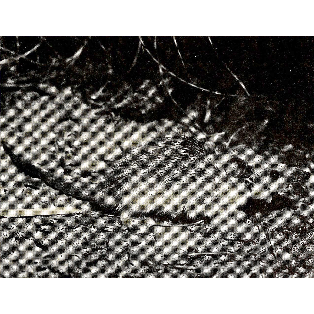 Мелкозубая сумчатая мышь (Planigale gilesi) Фото №6