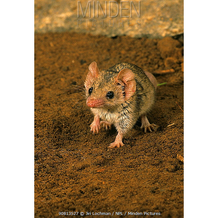Северная сумчатая мышь (Planigale ingrami) Фото №10
