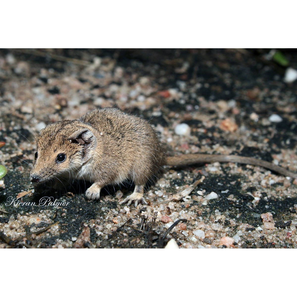 Северная сумчатая мышь (Planigale ingrami) Фото №2