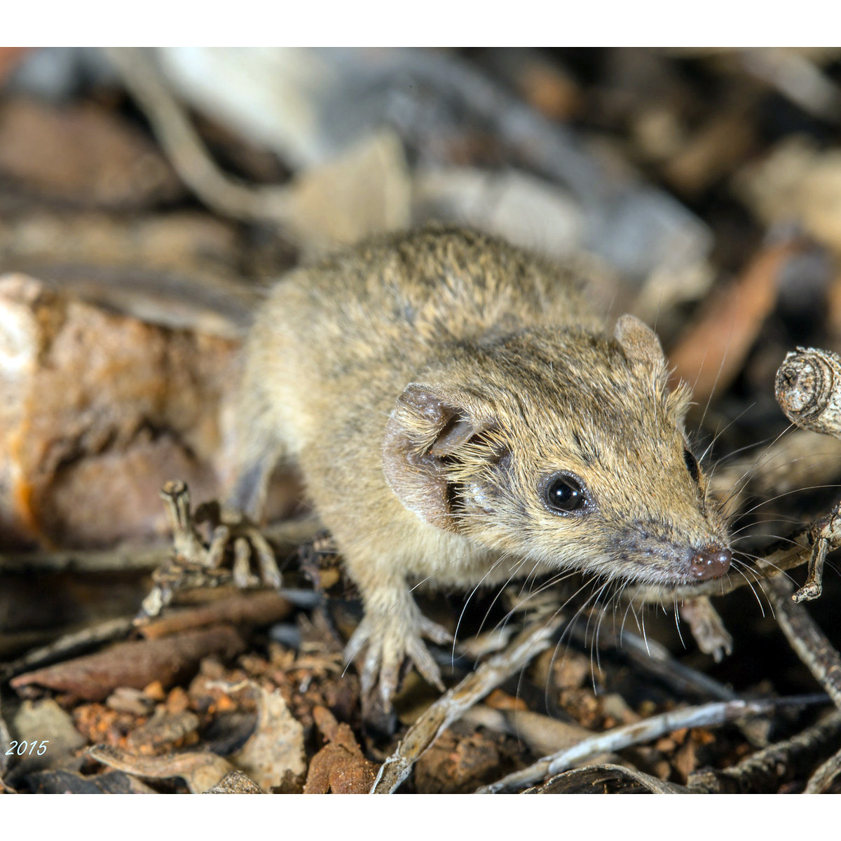 Северная сумчатая мышь (Planigale ingrami) Фото №3