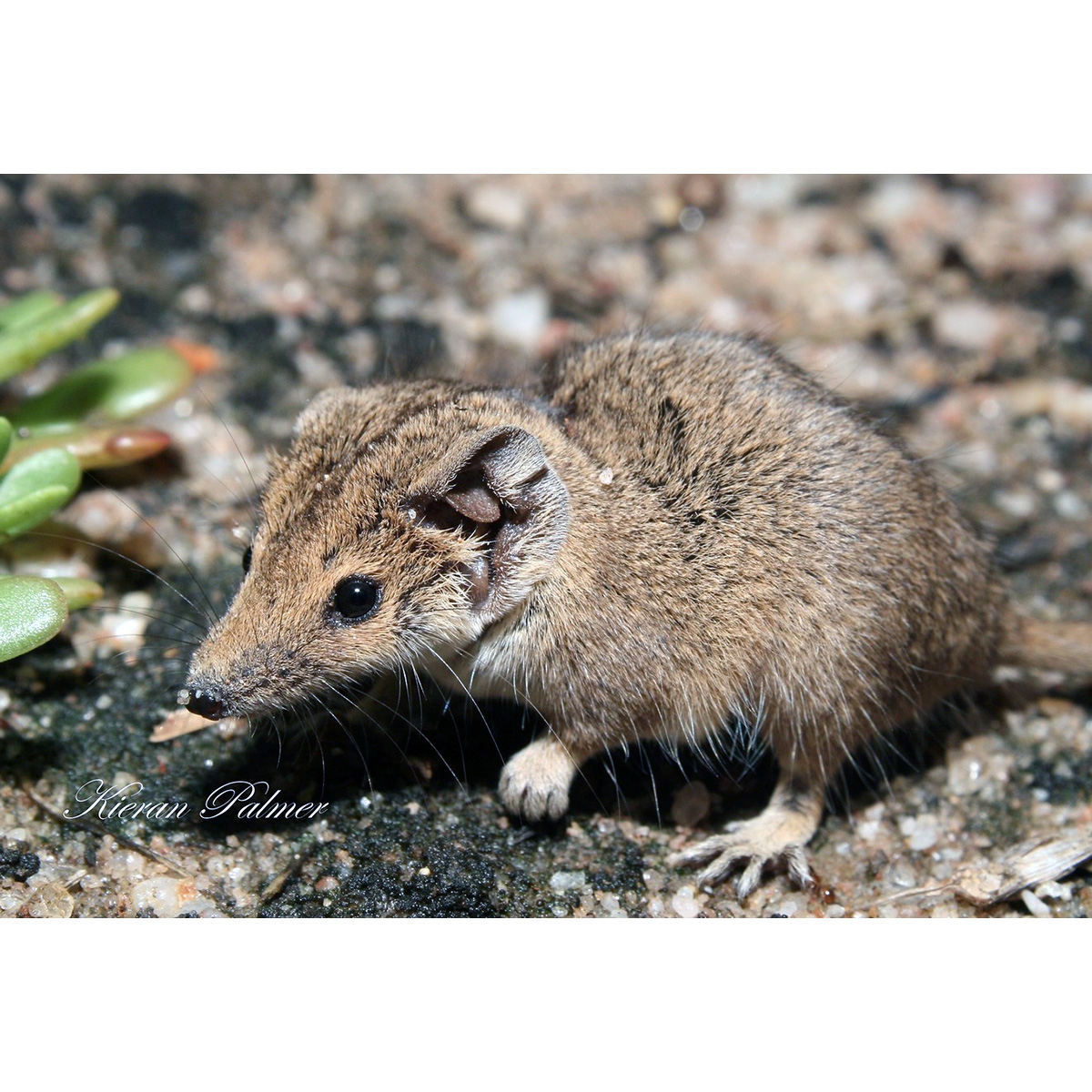 Северная сумчатая мышь (Planigale ingrami) Фото №4
