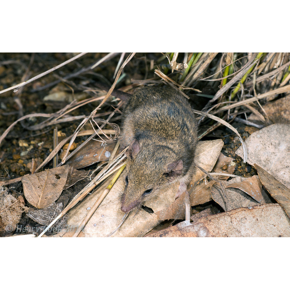 Северная сумчатая мышь (Planigale ingrami) Фото №7
