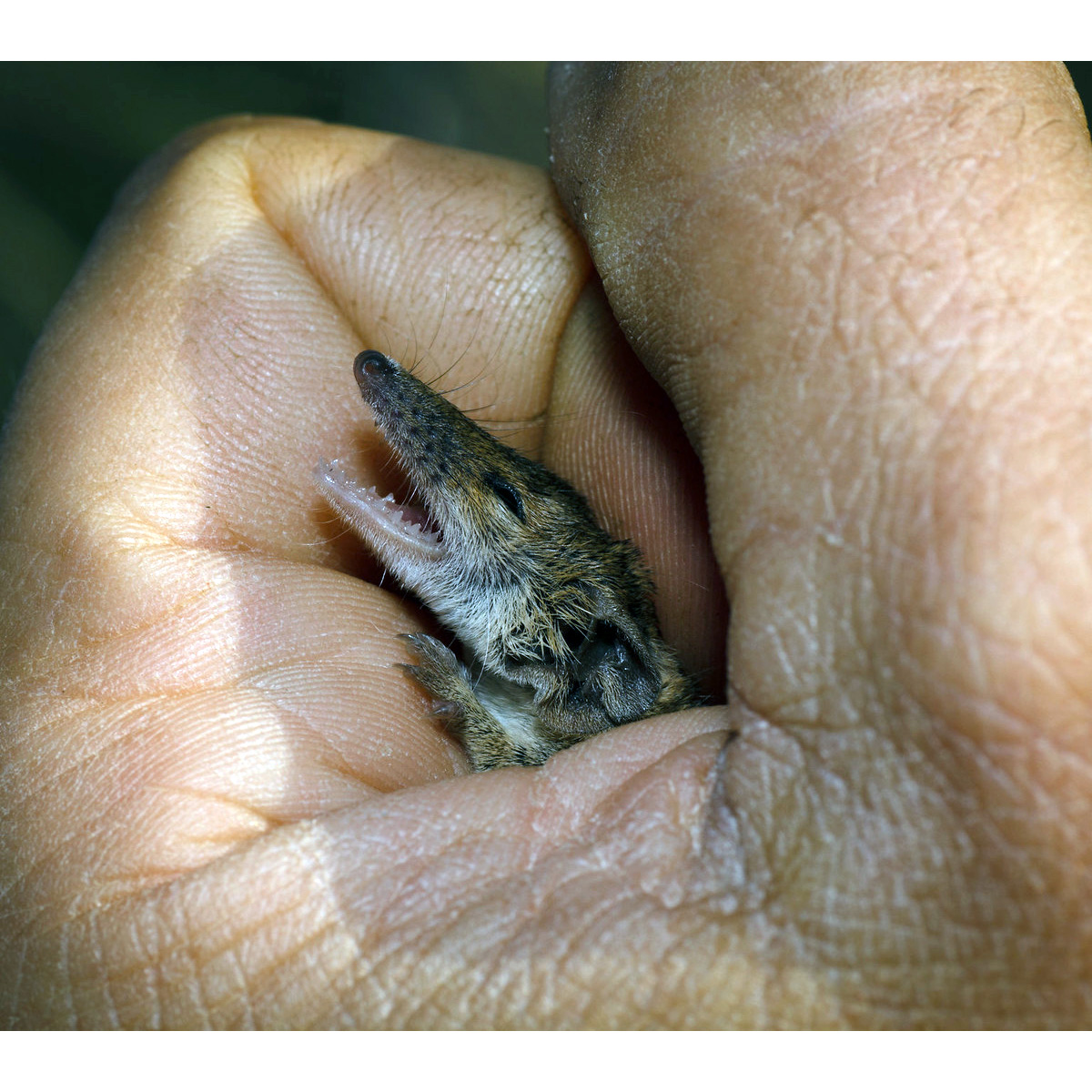 Северная сумчатая мышь (Planigale ingrami) Фото №8