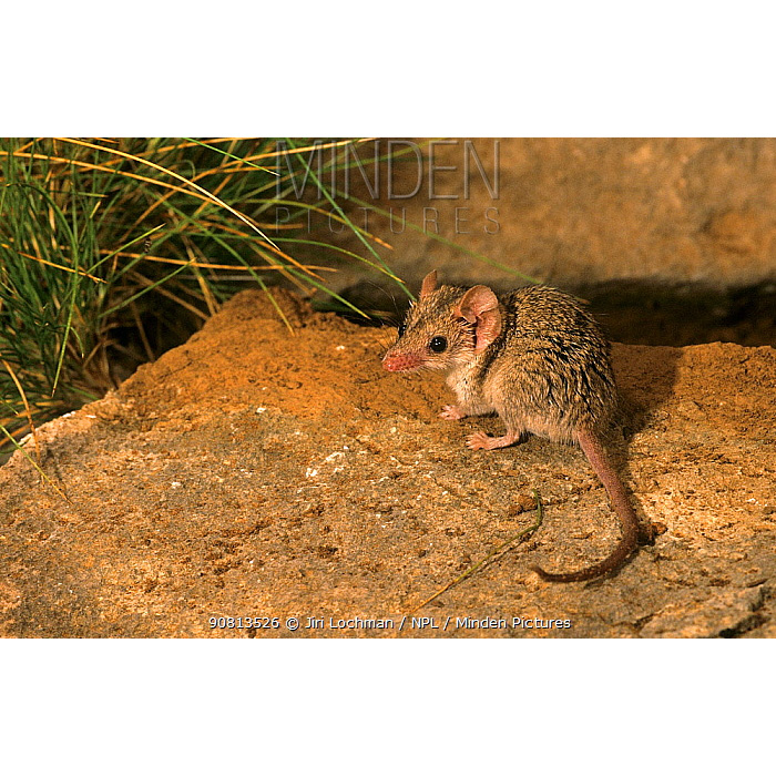 Северная сумчатая мышь (Planigale ingrami) Фото №9