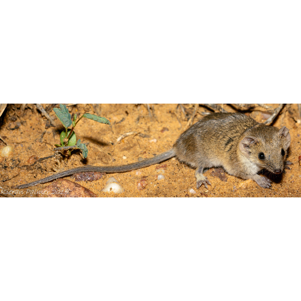 Северная сумчатая мышь (Planigale ingrami) Фото №1