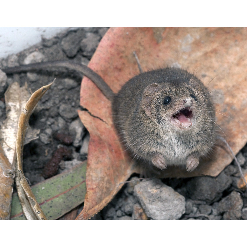 Карликовая сумчатая мышь (Planigale maculata) Фото №10